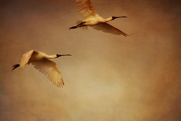 Cally Whitham