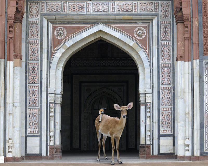 Karen Knorr
