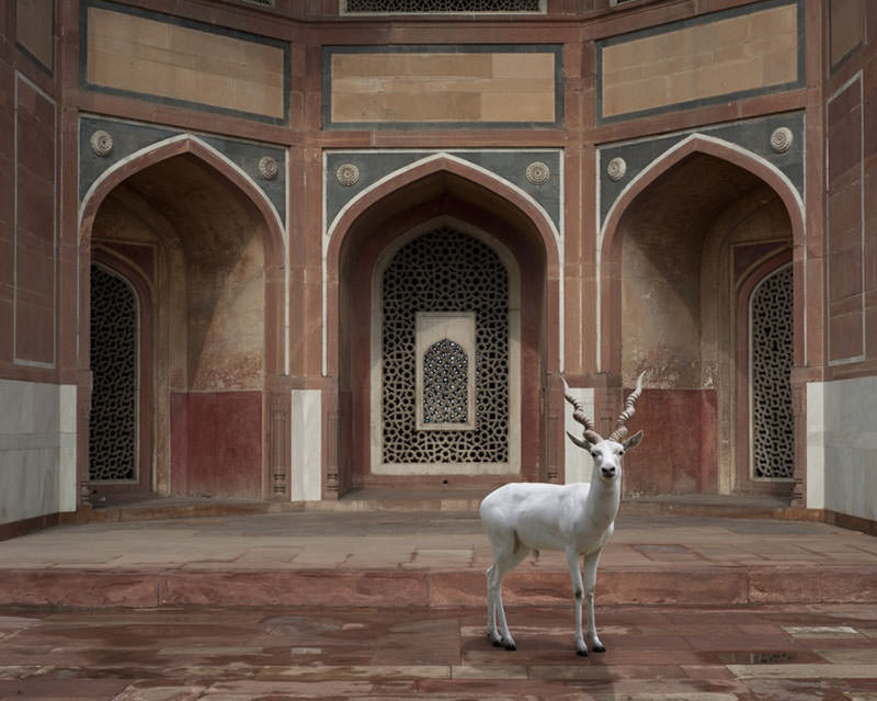 Karen Knorr