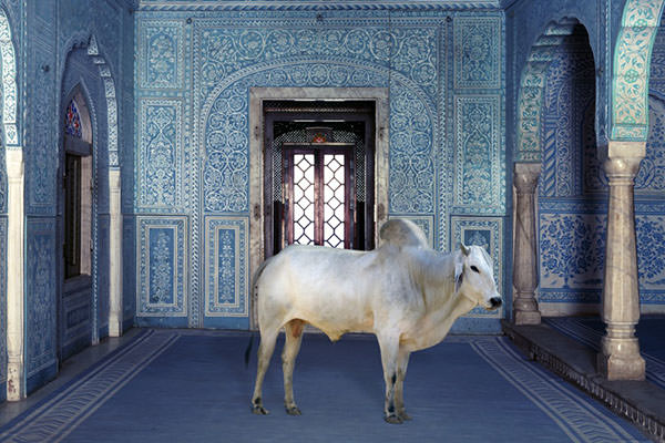 Karen Knorr
