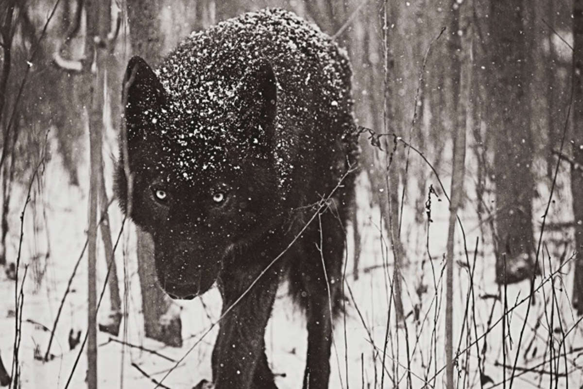 snow-wolf-00